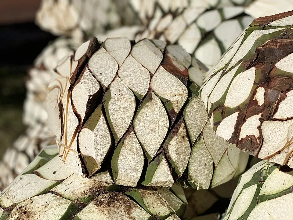 Tequila classes — Photo: Alfonso Jiménez