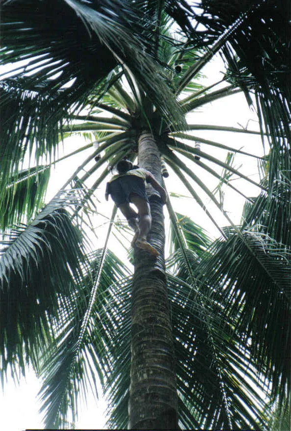 Sri Lankan arrack — Photo: Bulaclac Paruparu