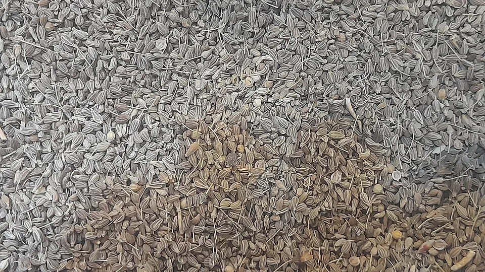 Mastika — Photo: Challiyan