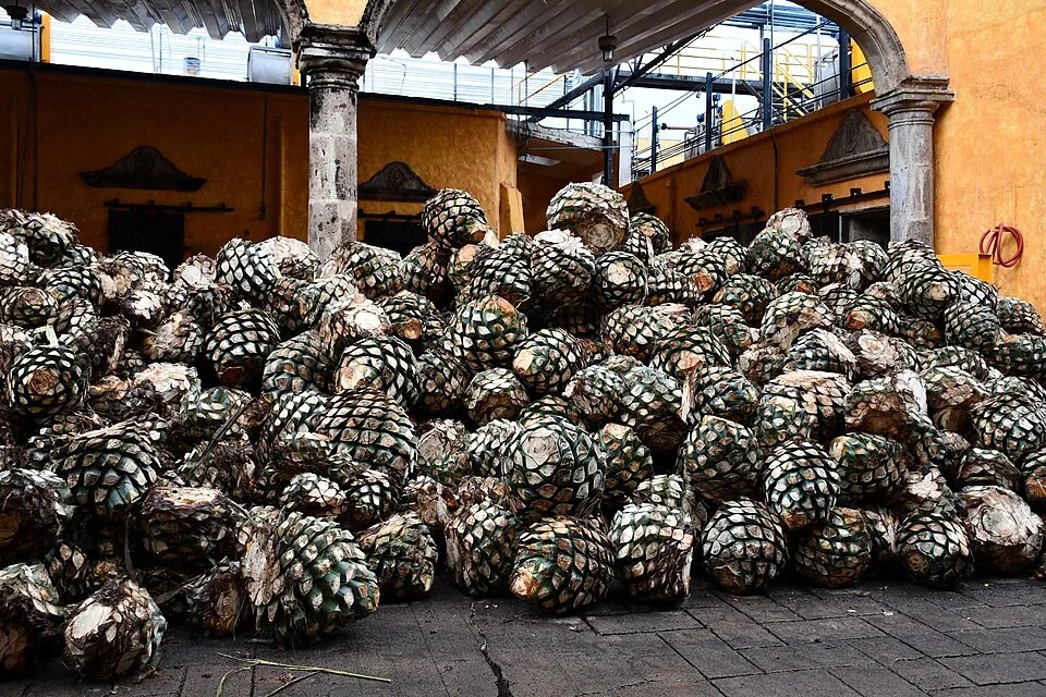 Tequila 100% agave (100% de agave) — Photo: Gzzz