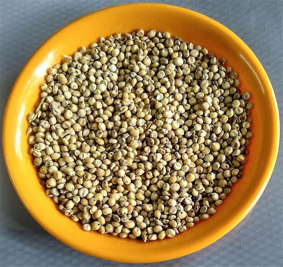 Baijiu — Photo: Salil Kumar Mukherjee