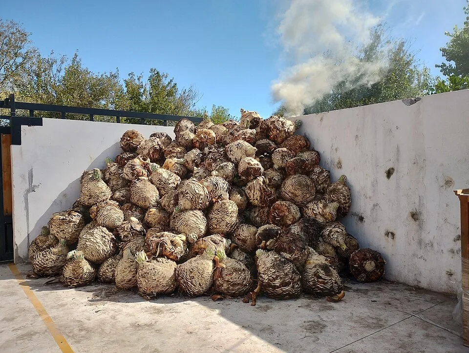 Sotol — Photo: Levi Martinez-Reza