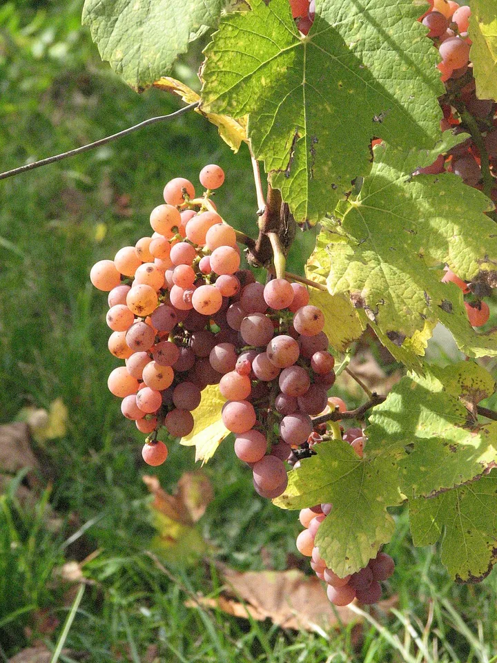Marc d'Alsace Gewurztraminer — Photo: Marylou Jean