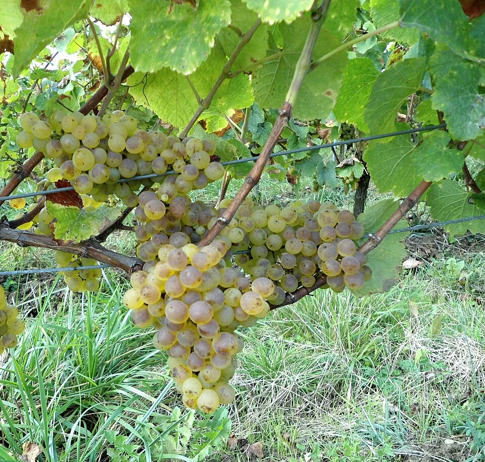 Marc du Jura — Photo: Arnaud 25