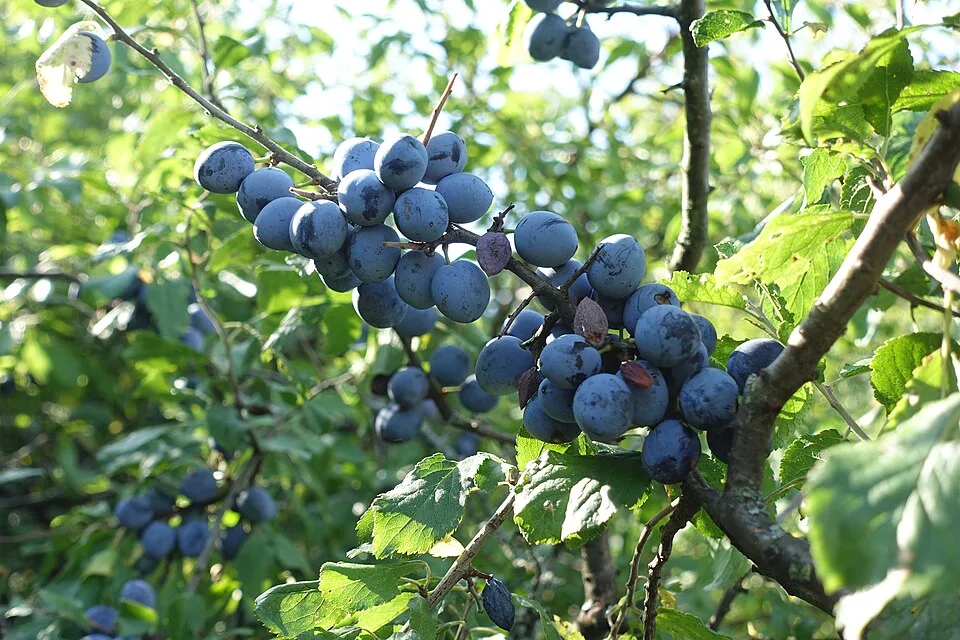 Sárrét blackthorn pálinka (Sárréti kökénypálinka) — Photo: Hubert Berberich (HubiB)