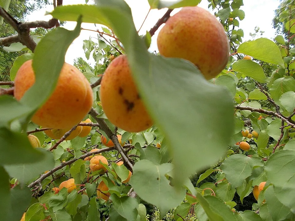 Gönc apricot pálinka (Gönci Barackpálinka) — Photo: Globetrotter19