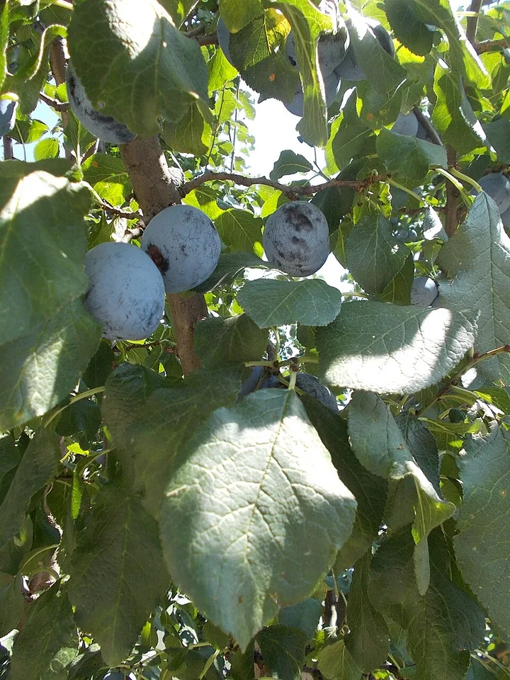 Békés plum pálinka (Békési Szilvapálinka) — Photo: Globetrotter19
