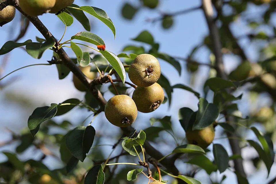 Vas wild pear pálinka (Vasi vadkörte pálinka) — Photo: T. Kebert