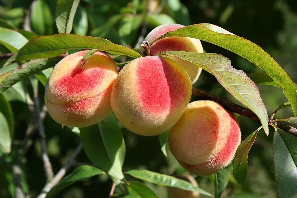 Homokhátság peach pálinka (Homokháti őszibarack pálinka) — Photo: Takkk
