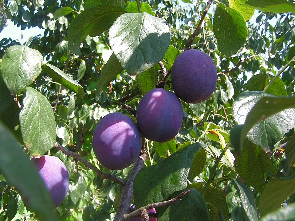 Szatmár plum pálinka (Szatmári Szilvapálinka) — Photo: YAMAMAYA