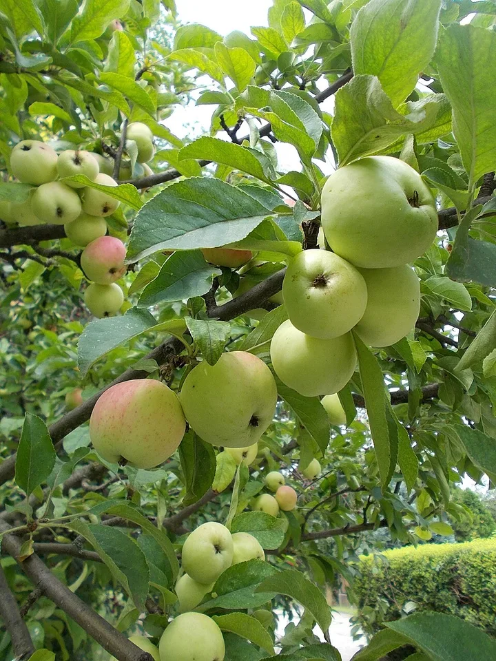 Szabolcs apple pálinka (Szabolcsi Almapálinka) — Photo: Globetrotter19