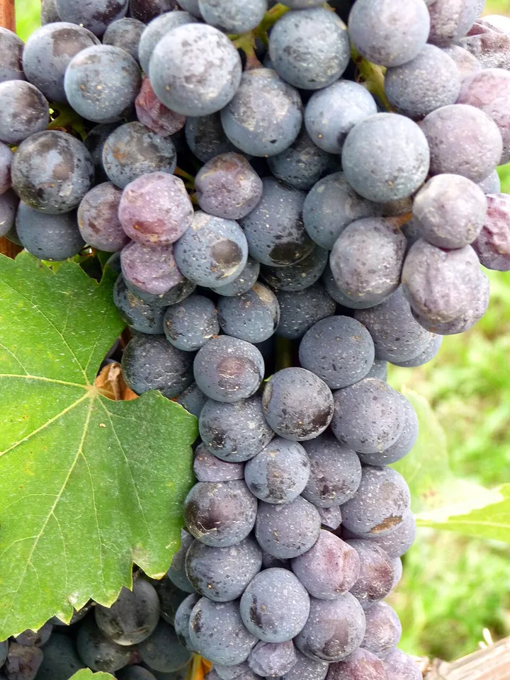 Grappa di Barolo — Photo: Hanna