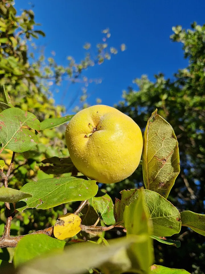 Madaras quince pálinka (Madarasi birspálinka) — Photo: Minja Klarić