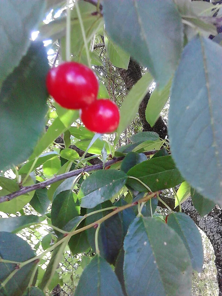 Újfehértó sour cherry pálinka (Újfehértói meggypálinka) — Photo: DenesFeri