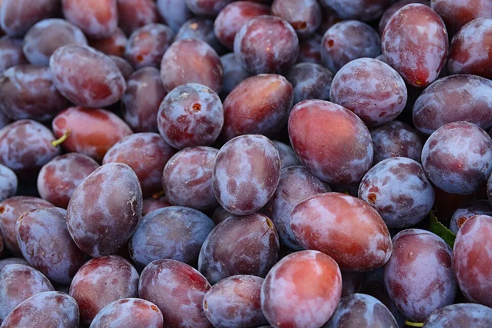 Nagykunság plum pálinka (Nagykunsági szilvapálinka) — Photo: AS Photography from Poland