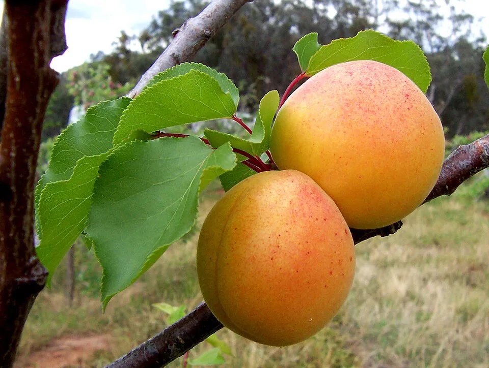 Kecskemét apricot pálinka (Kecskeméti Barackpálinka) — Photo: Fir0002