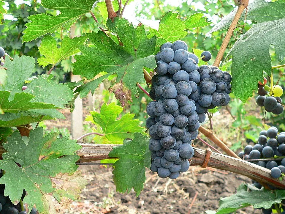 Vinars Segarcea — Photo: Ensenator