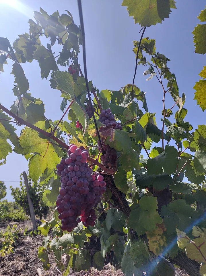 Yambol Grape Rakia (Yambolska grozdova rakya) — Photo: Martin Zhelyazkov