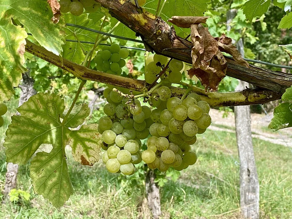 Pomorie Grape Rakia (Pomoriyska grozdova rakya) — Photo: Funke