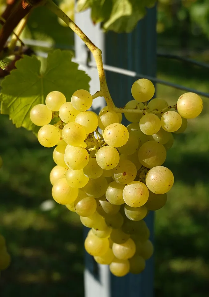 Vinars Vrancea — Photo: Geolina163 + 1971markus