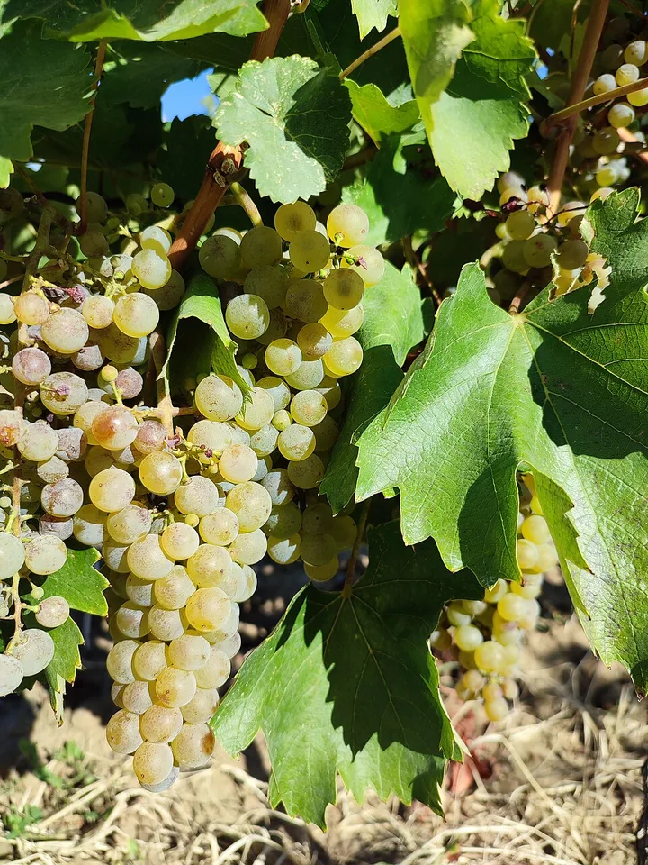 Vinars Târnave — Photo: SenatorulX