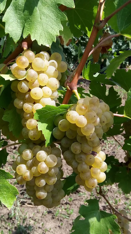 Vinars Vaslui — Photo: SenatorulX