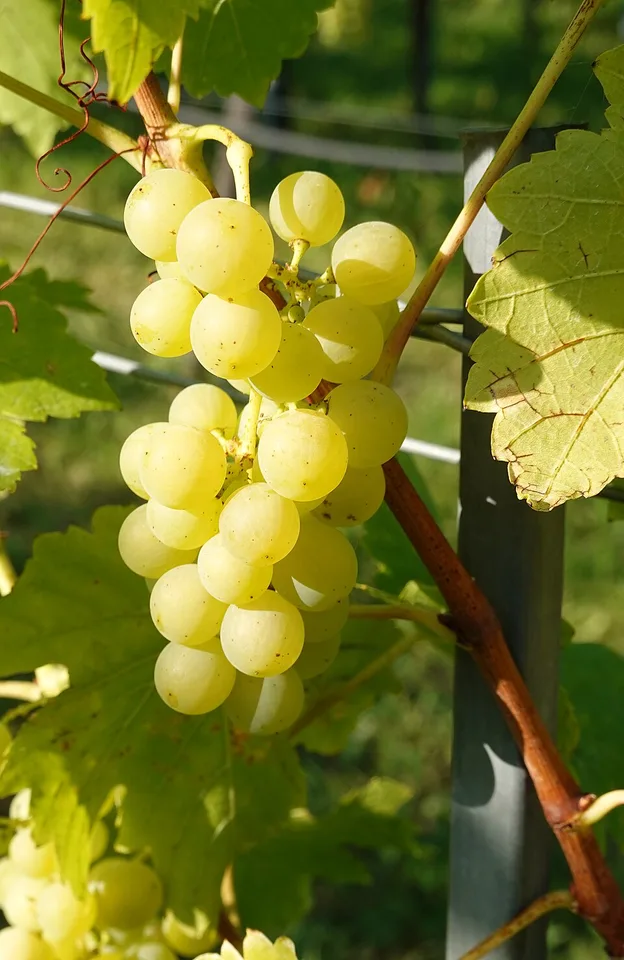 Grape Rakia from Targovishte (Grozdova rakya ot Targovishte) — Photo: Geolina163 + 1971markus