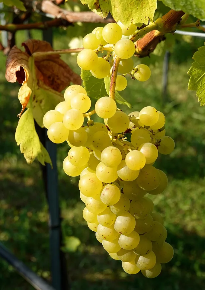 Slivenska Perla (Sliven grape rakia) — Photo: Geolina163 + 1971markus